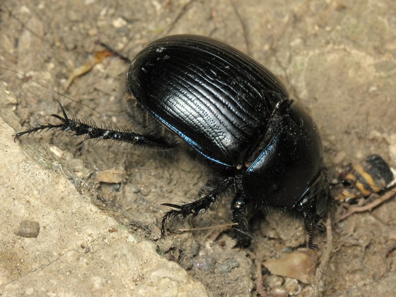Geotrupes stercorarius